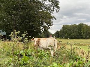 une vache debout dans l'herbe dans un champ dans l'établissement GUEST HOUSE PRIVAL.CLUB, à Žabljak