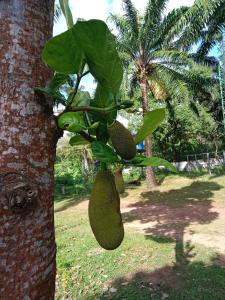 Ein Haufen Obst hängt an einem Baum in der Unterkunft Som PalmGarden in Ko Lanta