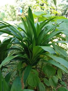 eine Pflanze mit großen grünen Blättern in einem Garten in der Unterkunft Som PalmGarden in Ko Lanta