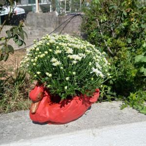 a plant in a red pot with white flowers at Maja Apartman in Igalo