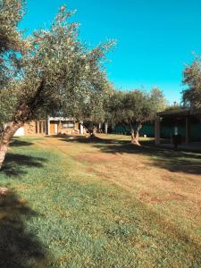 un campo de césped con árboles y un edificio en 12 Olivos Cabañas en San Rafael