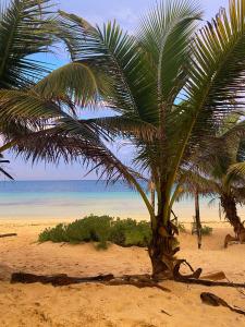 a palm tree on a sandy beach near the ocean at Playa Lakin-ha beachfront cabins in Tulum