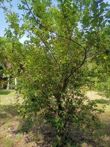 Galería fotográfica de Rusteak Living Retreat in natural and peaceful setting in Canafistula en Cañafístula 224 fotos más