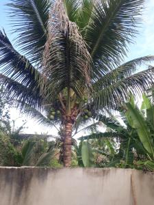 een palmboom met een bos fruit erop bij Porto apartamento 6 in Porto Seguro