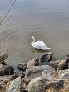 a swan swimming in the water next to rocks at SL rum in Stockholm