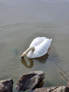 un cisne nadando en el agua cerca de algunas rocas en SL rum, en Estocolmo