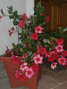 Zahrada ubytování Haus Schober