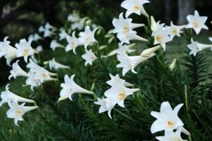 Giardino di 6號交響曲民宿
