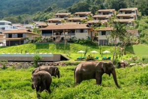 Trois éléphants marchant dans un champ devant une maison dans l'établissement Wild Cottages Elephant Sanctuary Resort, à Nathon Bay