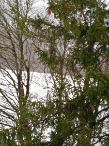 a group of trees in front of a body of water at Hexenstube-Dorolina in Hohegeiß