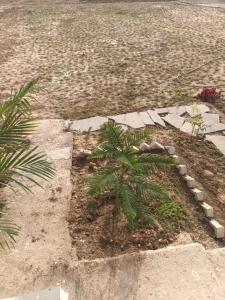 una palmera en un jardín con un camino de piedra en KK PALACE HOMESTAY AND GARDEN, en Kota