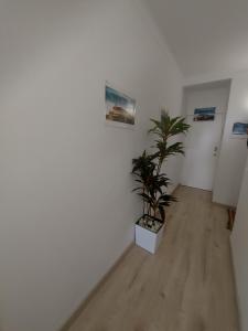 an empty room with a potted plant on the floor at Nazaré Holidays in Nazaré