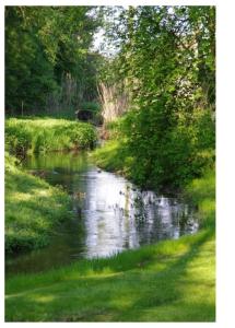 a river with ducks swimming in the water at Pałac Borowa in Borowa