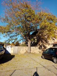 un árbol en un patio con dos coches aparcados debajo en Charmant gîte avec parking gratuit sur place. en Davézieux