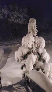 a snow covered tree is covered in snow at Family House in Pine Mountain Club