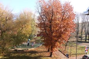 un albero con foglie autunnali sopra in un parco di Appartamento Milano, Bovisa Politecnico, Dergano metropolitana, Wifi - Garden a Milano