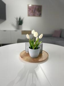 Fotografie z fotogalerie ubytování Ferienwohnung Johannes v destinaci Soltau