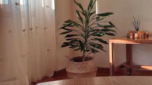 una planta en un jarrón en una habitación con cortinas en Duplex acogedor CAMINO INGLÉS a 10 min de Santiago, en Sigüeiro