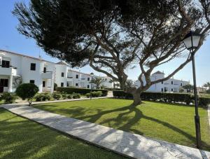 a tree in the middle of a lawn with a street light at Sa Posta in Cala en Forcat