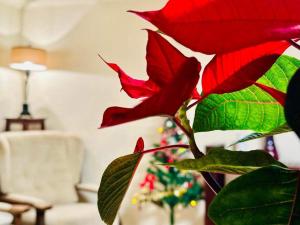 a plant with red leaves in a living room at Iepurasul Sinaia in Sinaia