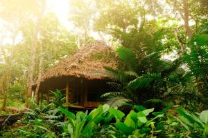 Capanna in mezzo a una foresta di CHUNAKI ECOLODGES - Authentic Activities and Food in the Amazon a Zaragoza