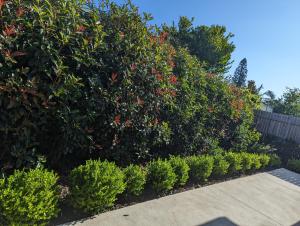 a garden with a large bush with red flowers at 2 bedroom apartment with Garden views in Sydney in Sydney