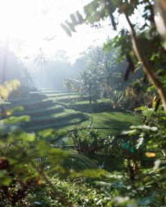 vistas a un frondoso campo verde con palmeras en Arcada Bali Bamboo House en Sidemen