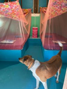 a dog standing in a room with two beds at Freedom home in Ko Chang