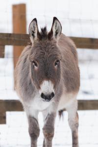 Altri animali domestici presso il campeggio di lusso o nei dintorni