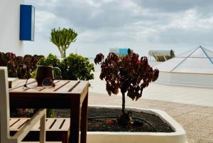 Zahrada ubytování Canaryislandshost l Amapola