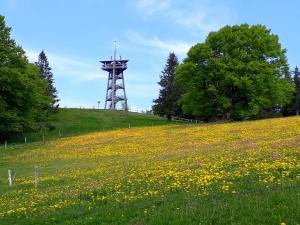 een bloemenveld met een toren op een heuvel bij Fewo Schwarzwaldflair mit Eventraum in Hofsgrund