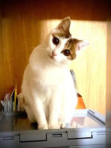 un gato blanco sentado en la parte superior de un sistema informático en Live here like local Japanese do en Kirishima