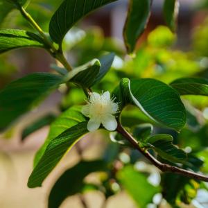 un fiore bianco su un ramo di un albero con foglie di Cabañas Vaiora a Hanga Roa