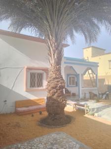 una palmera frente a una casa en Dar Daoudi en Nuakchot