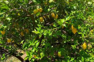 a tree filled with lots of yellow fruit at Villa Mahé Tennis Karystos island EVIA in Karistos