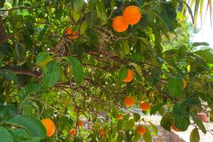 an orange tree with lots of oranges on it at Villa Mahé Tennis Karystos island EVIA in Karistos