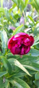 una flor rosa se muestra con hojas verdes en CAMPING LOS ÑIRES, en Villa Cerro Castillo