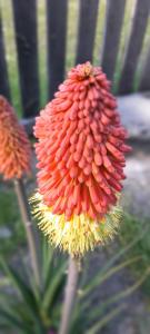 un primer plano de una flor roja y amarilla en CAMPING LOS ÑIRES, en Villa Cerro Castillo 2 fotos más
