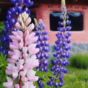 a group of purple and blue flowers in a garden at Casa Terra Monoambiente in El Bolsón +3 photos