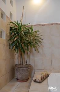 a plant in a pot in a bathroom with cheese at Casa Rinu in San José