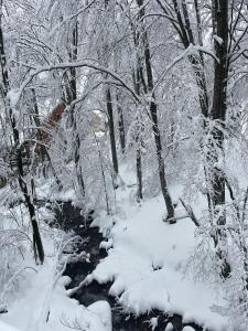 einen schneebedeckten Pfad in einem Wald mit schneebedeckten Bäumen in der Unterkunft Bonvillas Brezovicë riverside apartments in Brezovica