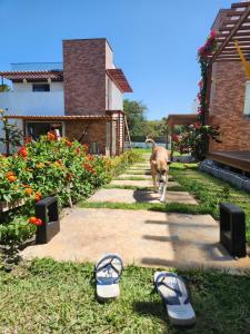 a dog walking in a yard with shoes on the grass at VILA DO RIO in Santo Amaro