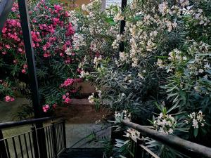 een tuin met roze en witte bloemen bij Departamento Alto Malbec in La Cieneguita