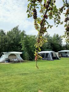 un grupo de tiendas de campaña en un campo con árboles en Camping De Tulpenweide lege Kampeerplaats, lege plaats op het gras zonder bed, en Breezand