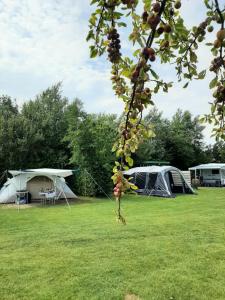 Κήπος έξω από το Camping De Tulpenweide lege Kampeerplaats, lege plaats op het gras zonder bed