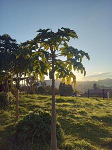een kleine boom in een grasveld bij PuertaAncestralJuaicaCAMPING 