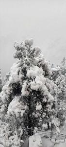 a snow covered tree is covered in snow at YATIKA HOMESTAY in Shimla