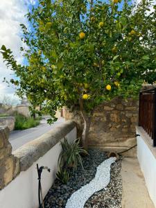 een sinaasappelboom naast een muur met een fiets bij MariArodes House in Pano Arodes