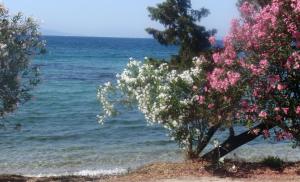 Gallery image of Aliki Studios in Boukari