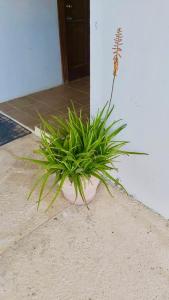 una pianta verde in un vaso sul pavimento di See Belize TRANQUIL Sea View Studio with Balcony, Infinity Pool & Overwater Deck a Belize City